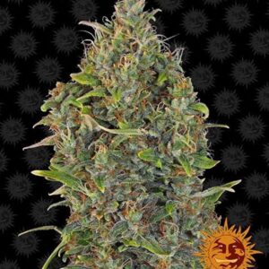 Critical Kush Auto