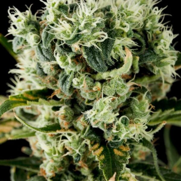 Moby Dick #2