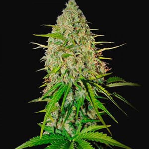 Grapefruit
