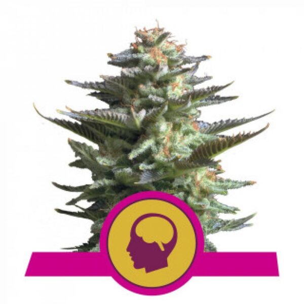 Amnesia Haze