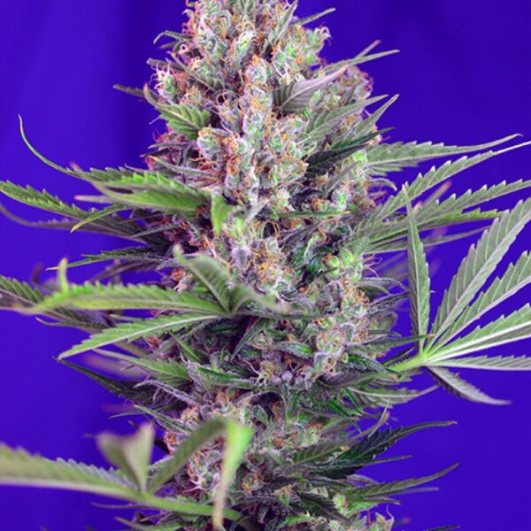 Cream Mandarine F1 Fast Version