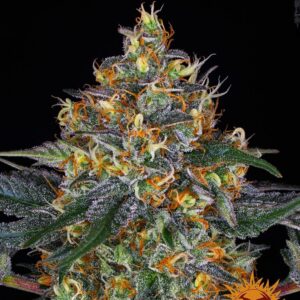 Moby Dick Auto-oroseau.fr
