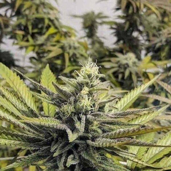 Afghan Hash Plant Regular-oroseau.fr