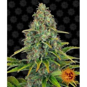 blue-cheese-auto-oroseau-graine-seed-paris-france-cbdshop