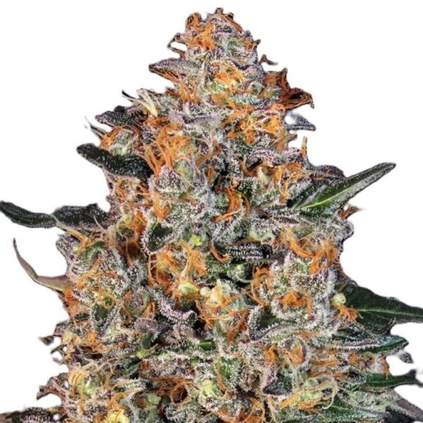 bubba-kush-oroseau