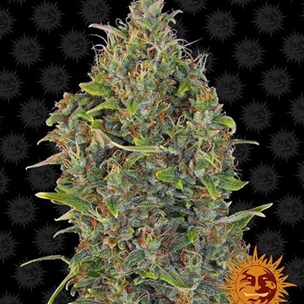 critical-kush-auto-oroseau-graine-seed-paris-france-cbdshop