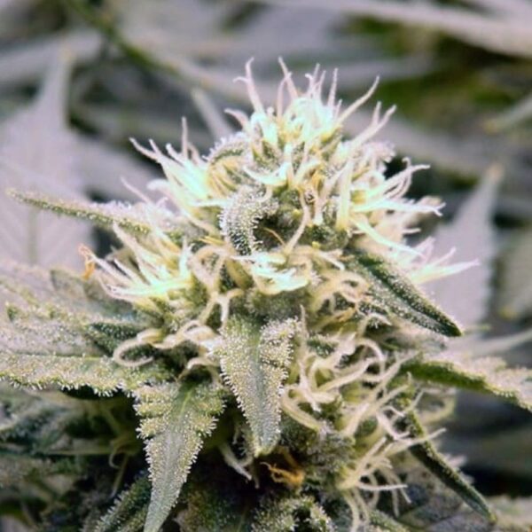 critical-kush-regular-oroseau-seed-graine-paris-france