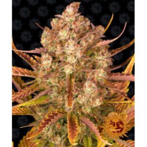 dos-si-dos-auto-oroseau-graine-seed-paris-france-cbdshop