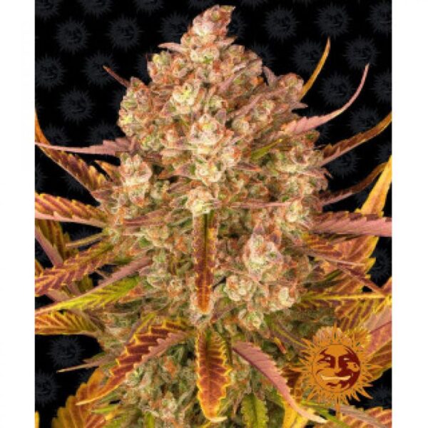 dos-si-dos-auto-oroseau-graine-seed-paris-france-cbdshop