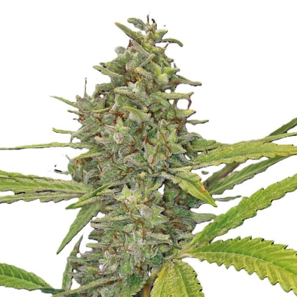 g13-haze-oroseau