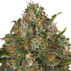 G13-haze-regulière-oroseau-graine-collection-seed-paris-france-cbdshop