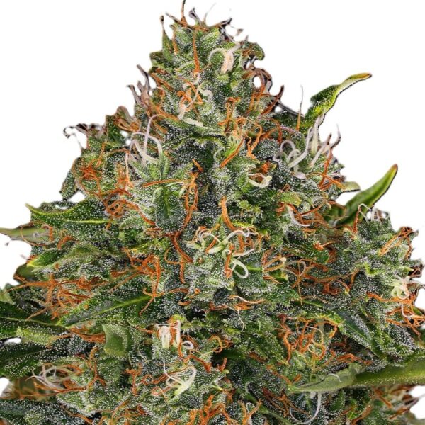 G13-haze-regulière-oroseau-graine-collection-seed-paris-france-cbdshop