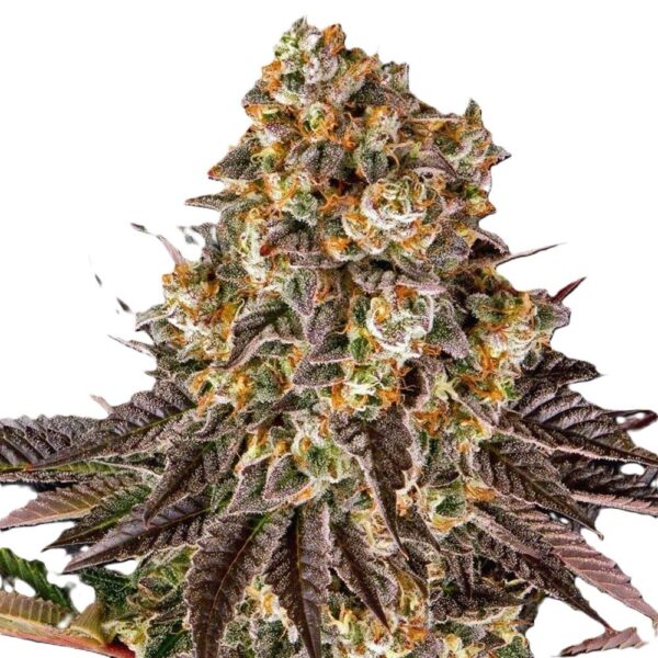 Gelato#45-oroseau