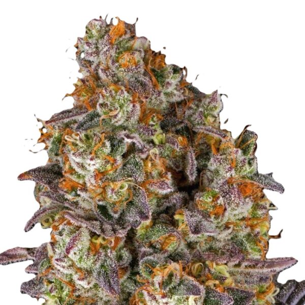Gelato#45-oroseau
