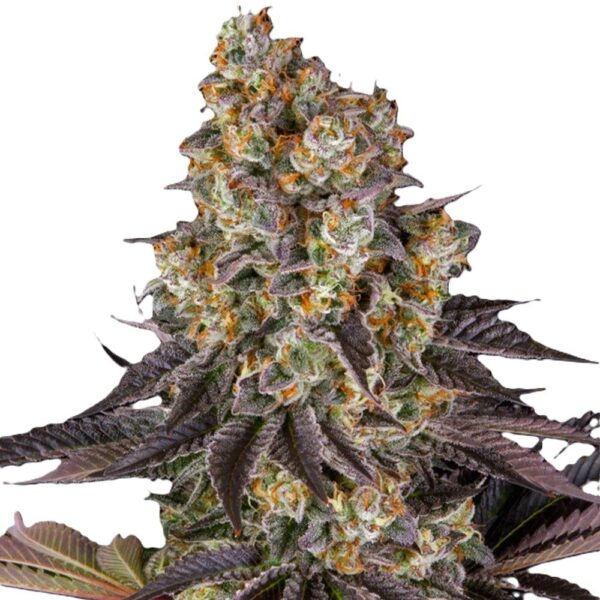 Gelato#45-oroseau