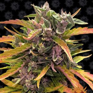 gorilla-glue-auto-graine-seeds-paris-france-oroseau