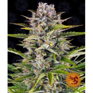 gorilla-zkittlez-auto-oroseau-graine-seed-paris-france-cbdshop