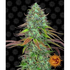 lsd-auto-oroseau-graine-seed-paris-france-cbdshop