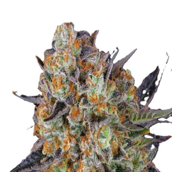 lsd-oroseau-seed-graine-paris-france