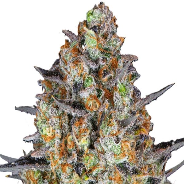 lsd-oroseau-seed-graine-paris-france