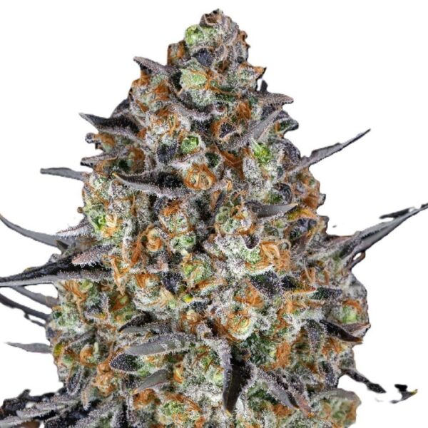 lsd-oroseau-seed-graine-paris-france