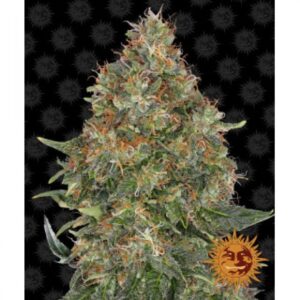 pineapple-express-auto-oroseau-graine-seed-paris-france-cbdshop