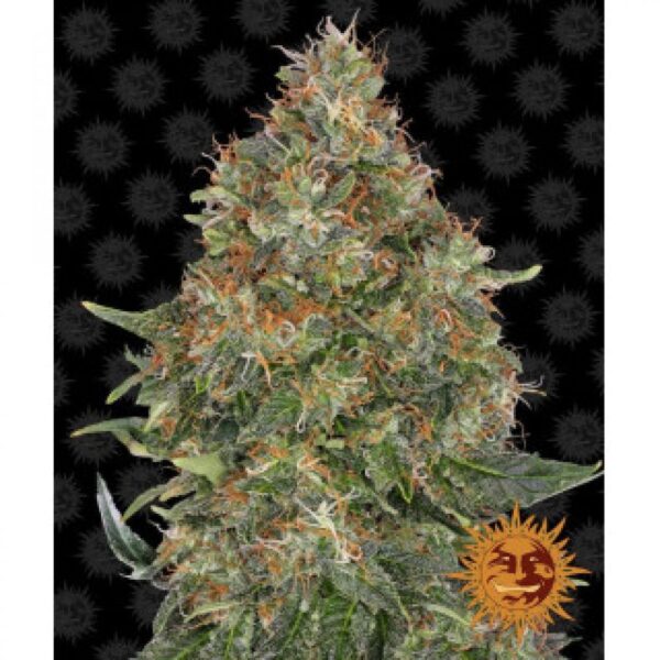 pineapple-express-auto-oroseau-graine-seed-paris-france-cbdshop