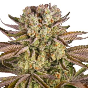 pineapple-express-féminisées-oroseau-graine-seeds-paris-france-cbdshop