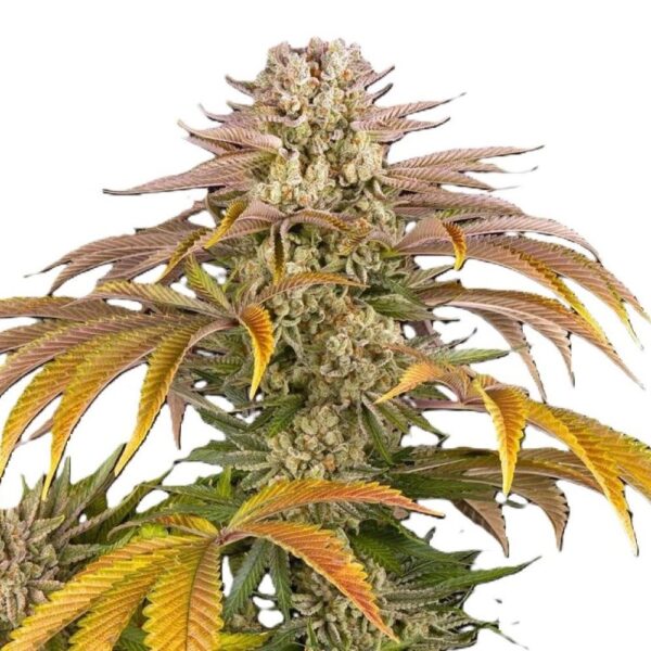 pineapple-express-oroseau