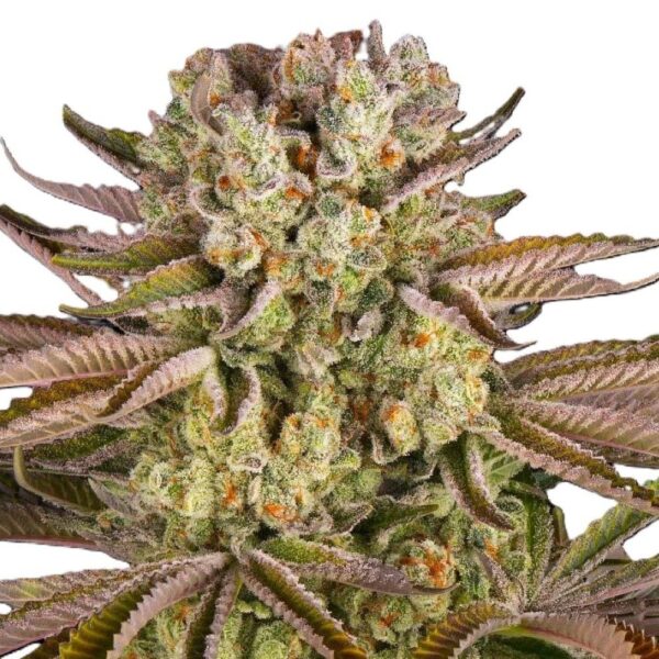 pineapple-express-oroseau