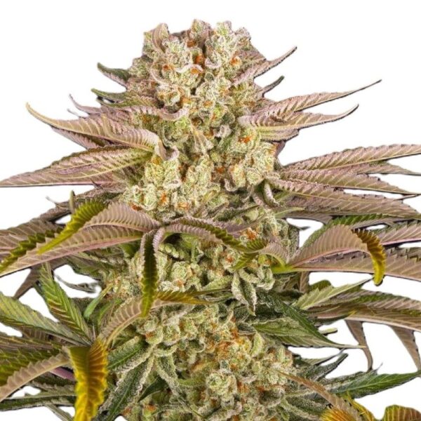 pineapple-express-oroseau