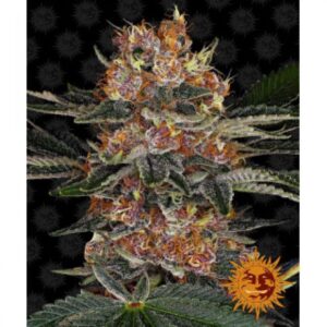 purple-punch-auto-oroseau-graine-seed-paris-france-cbdshop