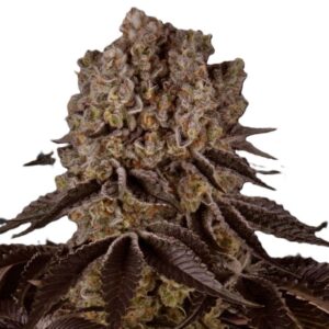 purple-punch-féminisées-oroseau-graine-seeds-paris-france-cbdshop