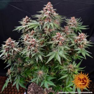 runtz-auto-oroseau-graine-seed-paris-france-cbdshop