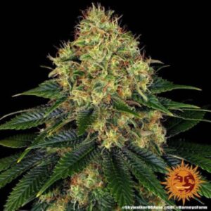 skywalker-og-auto-oroseau-graine-seed-paris-france-cbdshop