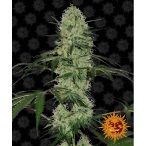tangerine-dream-auto-oroseau-graine-seed-paris-france-cbdshop
