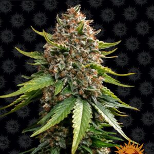 white-widow-xxl-auto-oroseau-graine-seeds-paris-france-cbdshop