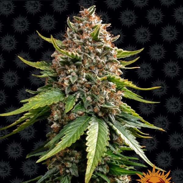 white-widow-xxl-auto-oroseau-graine-seeds-paris-france-cbdshop