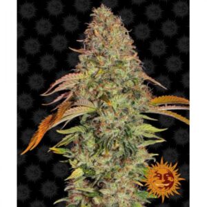 zkittlez-og-auto-oroseau-graine-seed-paris-france-cbdshop