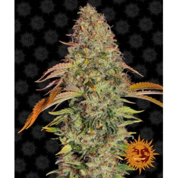 zkittlez-og-auto-oroseau-graine-seed-paris-france-cbdshop